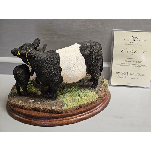 281 - Border Fine Arts 'Galloway Cow & Calf - Belted' B1260 By Kirsty Armstrong Limited Edition 142/500 Wi... 