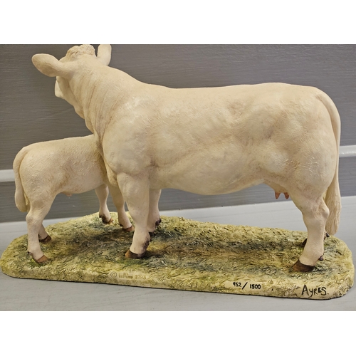 294 - Border Fine Arts 'Charolais Cow & Calf' L137 By R Ayres Limited Edition 952/1500 (No Base)