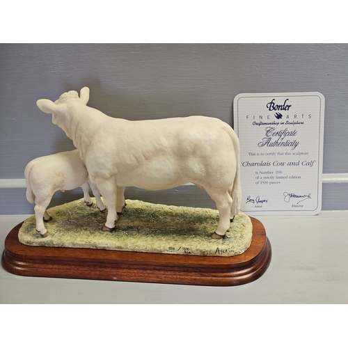 297 - Border Fine Arts 'Charolais Cow & Calf' L137 By R Ayres Limited Edition 1326/1500 With Certificate O... 