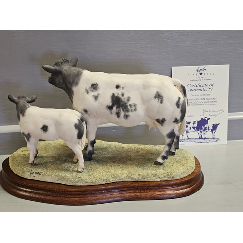 301 - Border Fine Arts 'Belgian Blue Cow & Calf' B0590 Limited Edition 550/1250 With Certificate  On Wood ... 