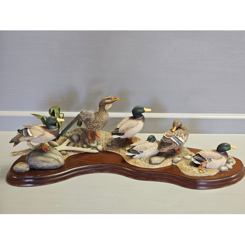 308 - Border Fine Arts Mallards 'Sunny Afternoon ' A1872 By Richard Roberts Limited Edition 395/1250 On Wo... 