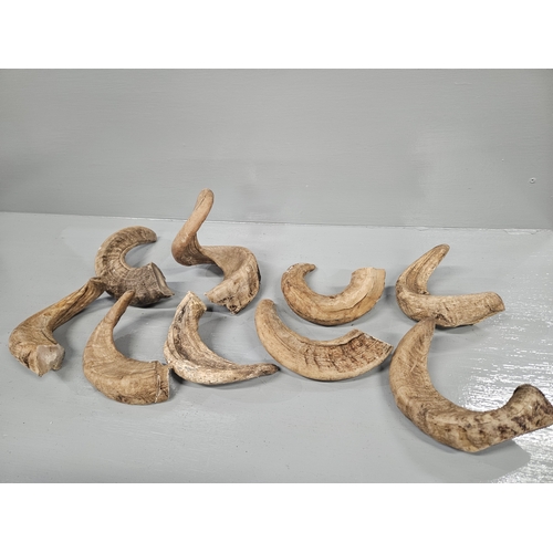 Assorted Rams Horns