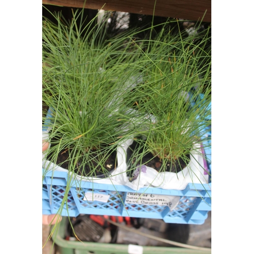 117 - TRAY OF 6 ORNAMENTAL BLUE GRASS