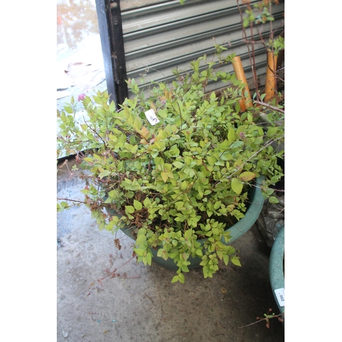 1 - LARGE GREEN PLASTIC PLANTER WITH SHRUB