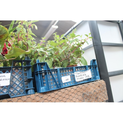 102 - TRAY OF MIXED FUCHSIAS