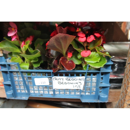 110 - TRAY OF BEGONIAS