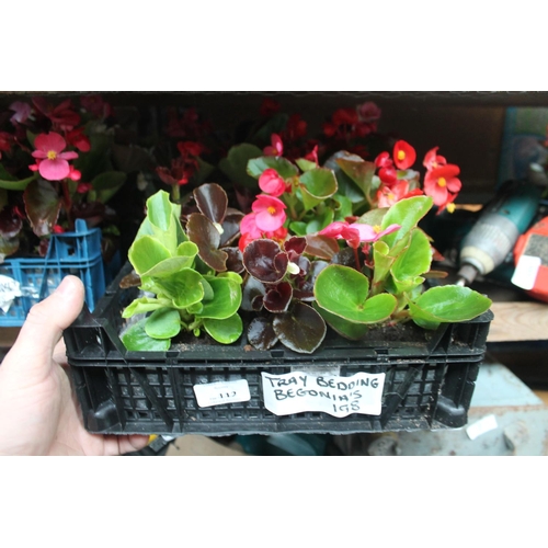 112 - TRAY OF BEGONIAS