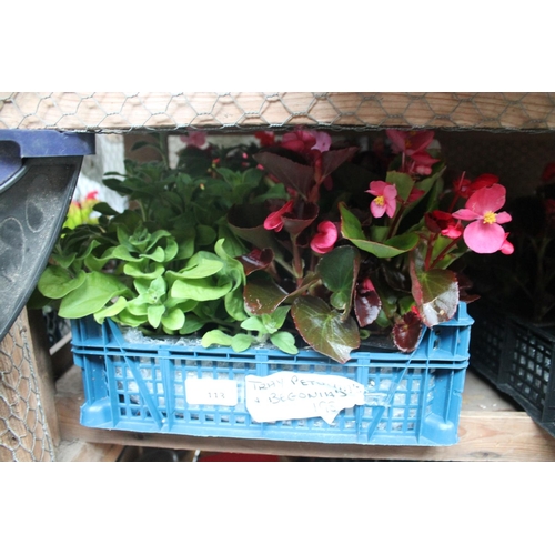 113 - TRAY OF PETUNIAS AND BEDDING BEGONIAS