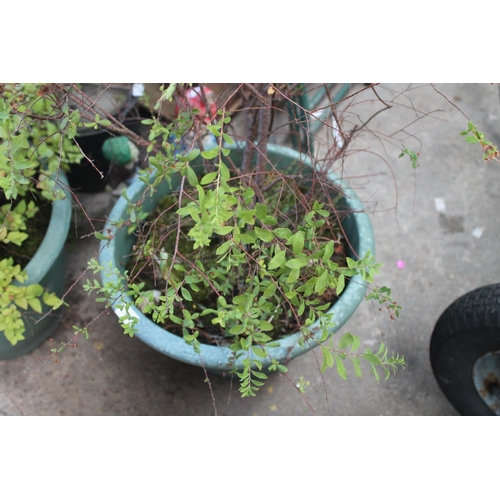 2 - LARGE GREEN PLASTIC PLANTER WITH SHRUB