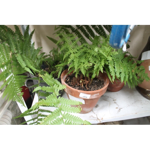 74 - 3 TUBS OF FERNS