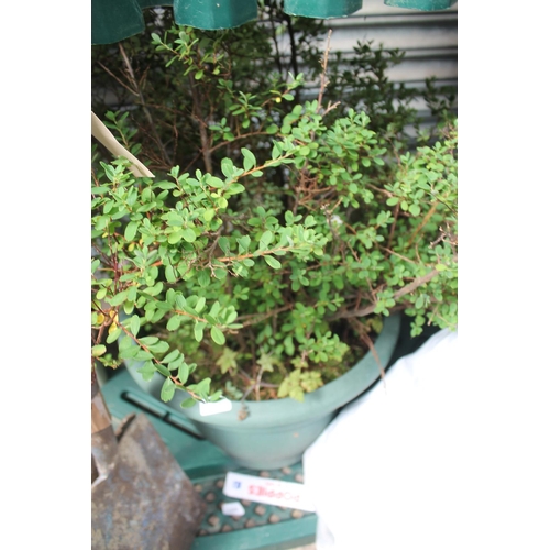 8 - LARGE GREEN PLASTIC PLANTER WITH SHRUB