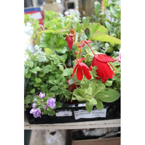 84 - TRAY OF MIXED BEDDING PLANTS