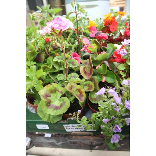 85 - LARGE BOX OF MIXED BEDDING PLANTS