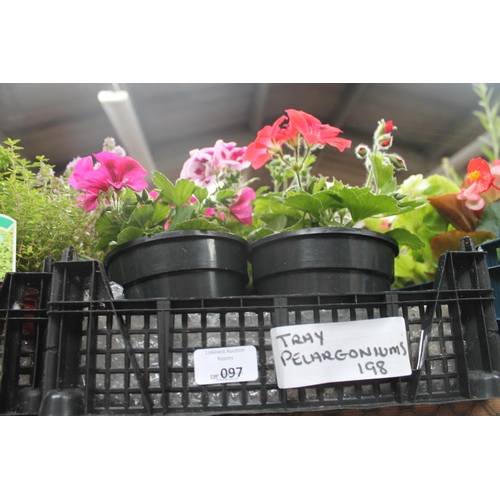 97 - TRAY OF PELARGONIUMS