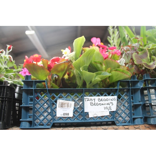 98 - TRAY OF BEDDING BEGONIAS