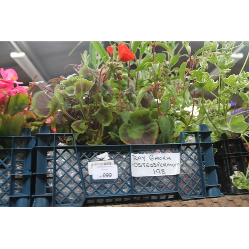 99 - TRAY OF GAURA OSTEOSPERMUM AND HOSTAS