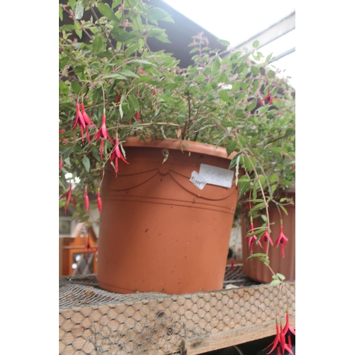 111 - LARGE POTTED SHRUB