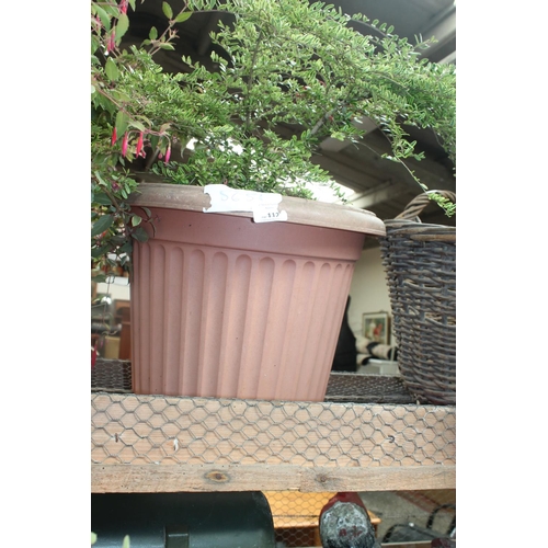 112 - LARGE POTTED SHRUB