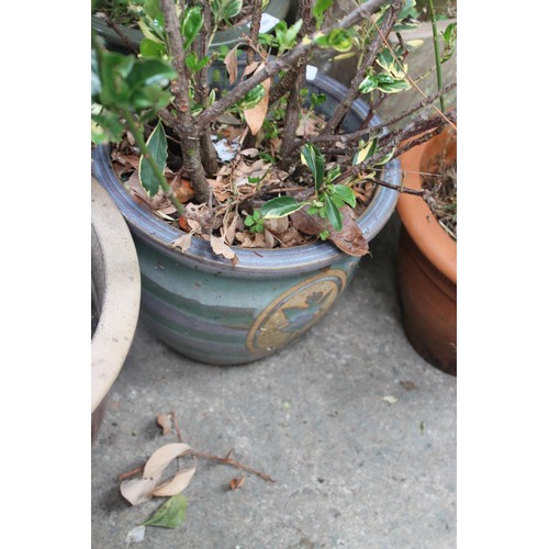 4 - GREEN GLAZED GARDEN POT AND SHRUB