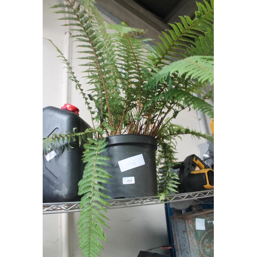 14 - PLASTIC PLANTER WITH FERN