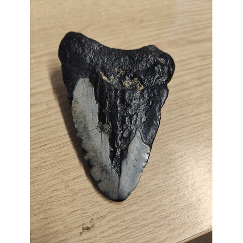 453A - MEGALODON TOOTH. X LARGE 10.5CM LONG. 12 MILLION YEARS OLD