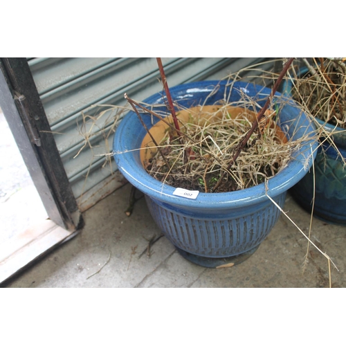 2 - BLUE GLAZED TERACOTTA PLANTER WITH SHRUB