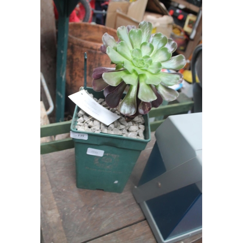 239 - POTTED AEONIUM SCHWARZKOPF