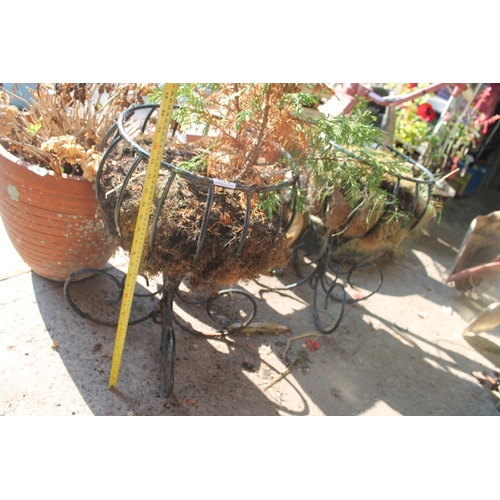 2 - PAIR OF BLACK METAL PLANTERS WITH CONTENTS