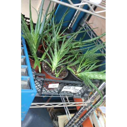 27 - TRAY OF 10 SUCCULENT ALOE VERA