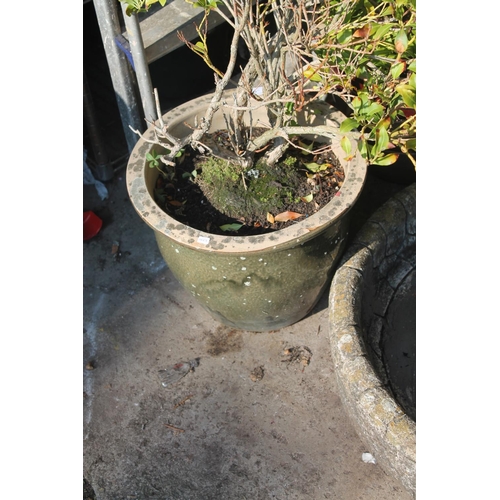 5 - GLAZED PLANT POT WITH PLANT