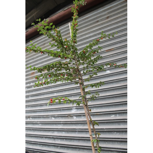 3 - COTONEASTER STANDARD SHRUB