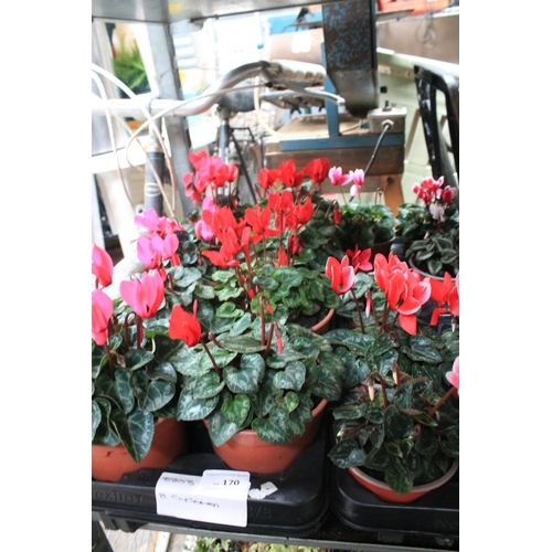 170 - 8 POTTED CYCLAMEN