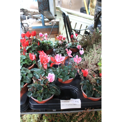 171 - 10 POTTED CYCLAMEN