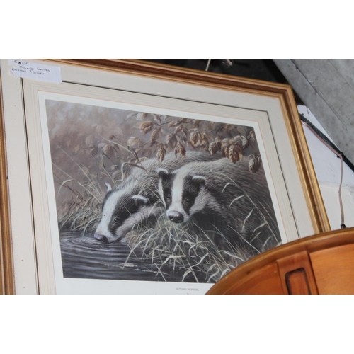 615 - FRAME AND GLAZED LIMITED EDITION PRINT OF 2 BADGERS