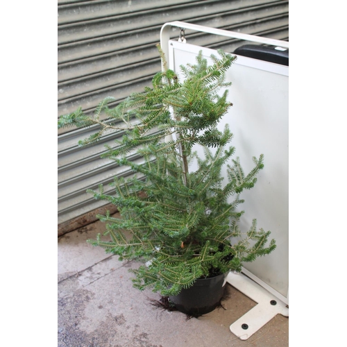 1 - SMALL POTTED XMAS TREE