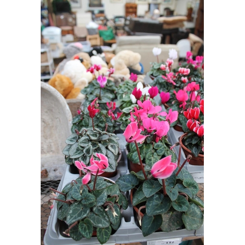 112 - 10 POTTED CYCLAMEN