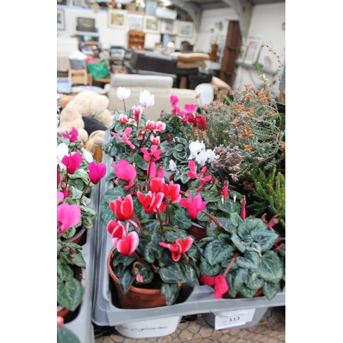 113 - 10 POTTED CYCLAMEN