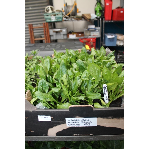 186 - LARGE BOX OF BELLIS DAISIES