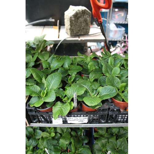 191 - LARGE TRAY OF PRIMROSES