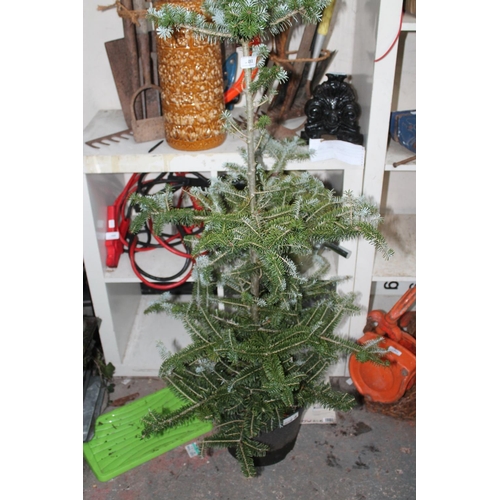 51 - POTTED SMALL XMAS TREE