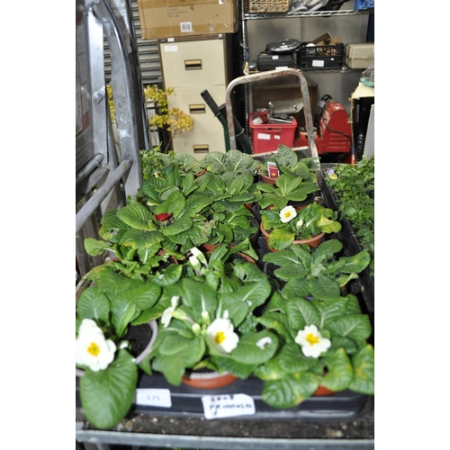 175 - TRAY OF 15 PRIMROSES