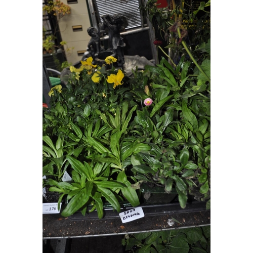 176 - TRAY OF BEDDING PLANTS