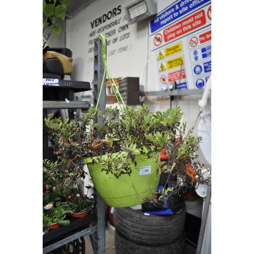 181 - PAIR OF HANGING BASKETS WITH PLANTS