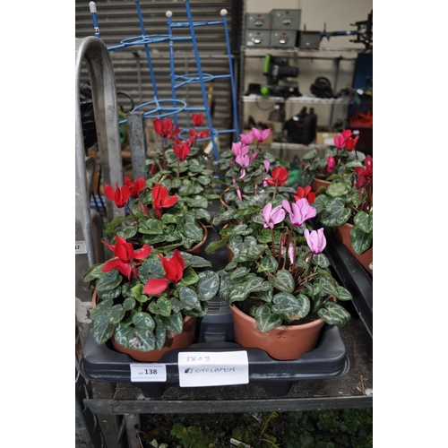 138 - 8 X POTTED CYCLAMEN PLANTS