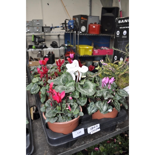 139 - 8 X POTTED CYCLAMEN PLANTS
