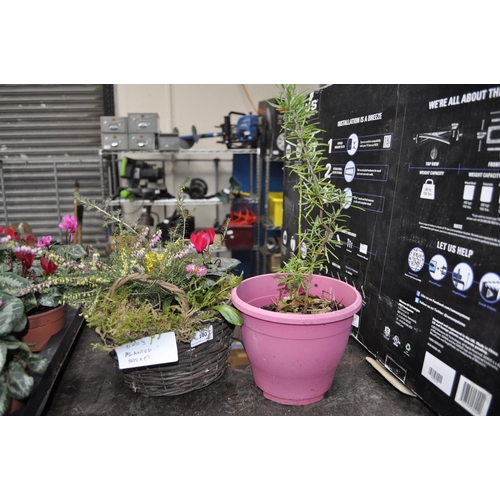 140 - 2 X PLANTED BASKETS