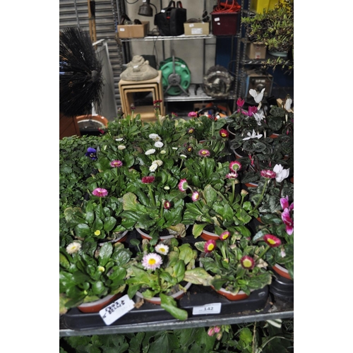 142 - 15 X BELLIS PLANTS