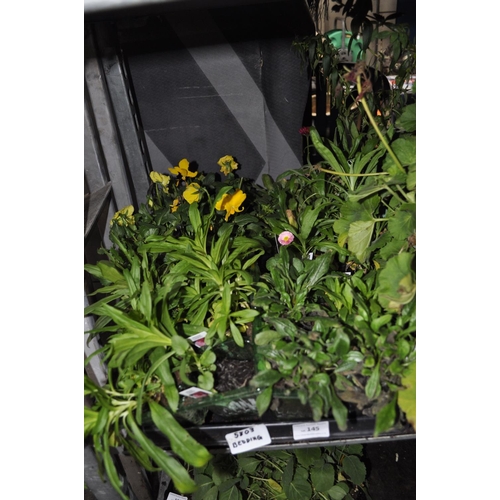 145 - TRAY OF BEDDING PLANTS
