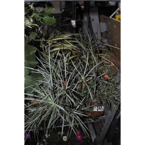 147 - TERRACOTTA PLANTER WITH PLANTS AND POT PLANTS