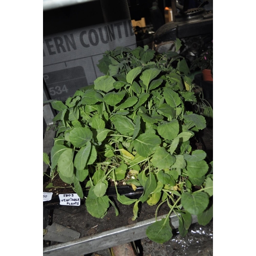 150 - TRAY OF VEGETABLE PLANTS